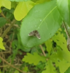 Anthophila fabriciana