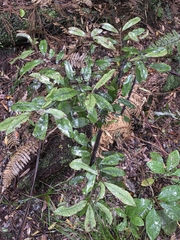Pseudowintera colorata