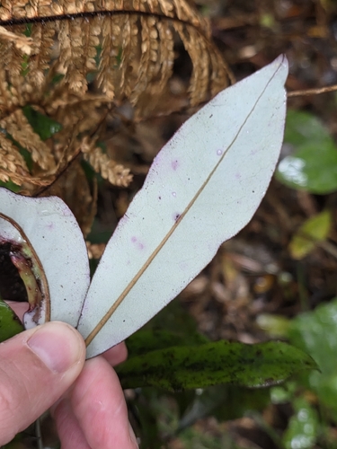 Pseudowintera colorata, photograph 2