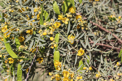 Senna artemisioides quadrifolia