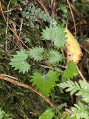 Urtica sykesii