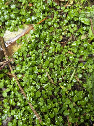 Stellaria parviflora, photograph 3