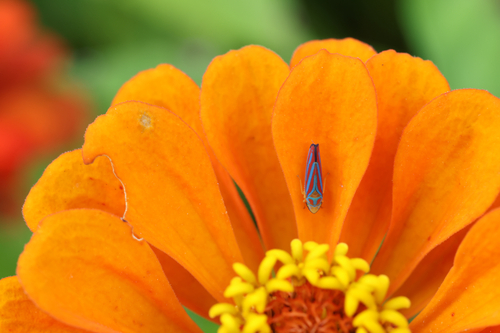 Red-banded Leafhopper