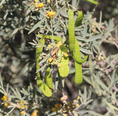 Senna artemisioides quadrifolia