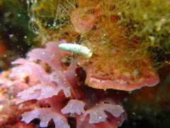 Dermatobranchus primus