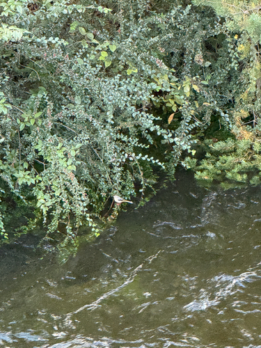 Grey Wagtail