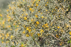 Senna artemisioides quadrifolia