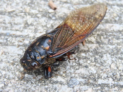 Cryptotympana mandarina