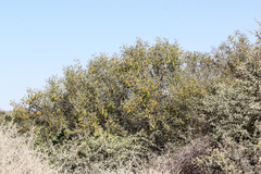 Senna artemisioides quadrifolia