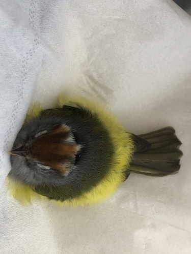 Chestnut-crowned Warbler