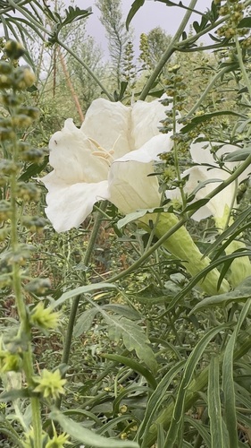 Sacred Datura