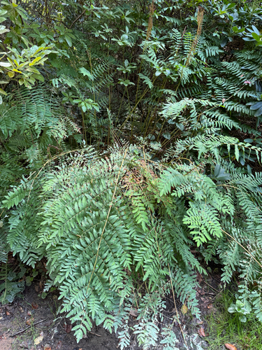 European royal fern