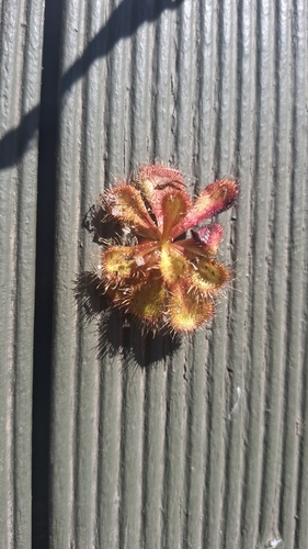 scented sundew