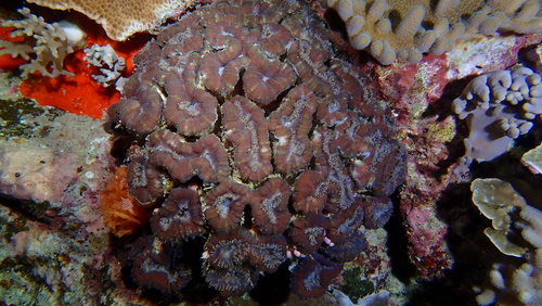 Lobophyllia hemprichii observed 2026-09-17