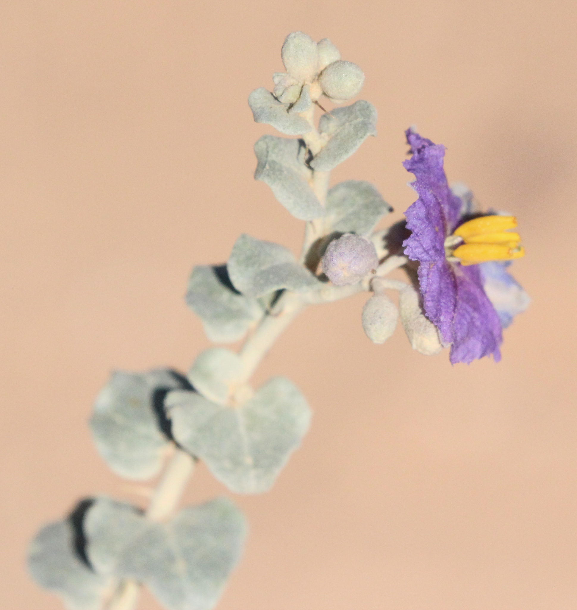 Solanum oligacanthum