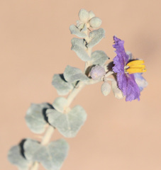 Solanum oligacanthum