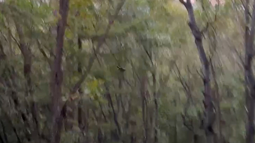 Siberian Flying Squirrel