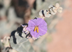 Solanum oligacanthum