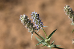 Eryngium plantagineum