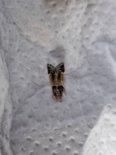 Meal moth