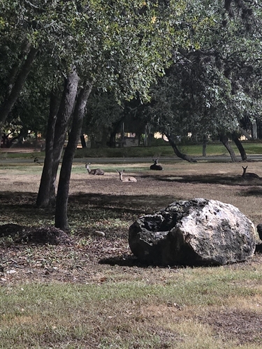 White-tailed Deer