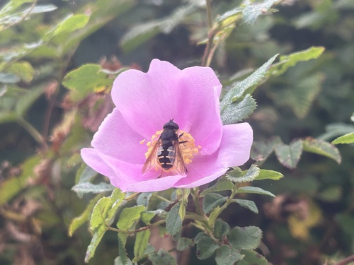 Western Pond Fly