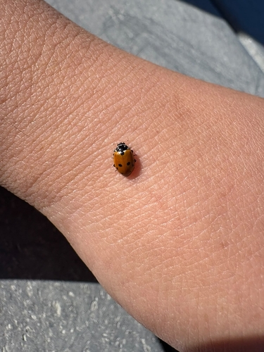 Variegated Lady Beetle