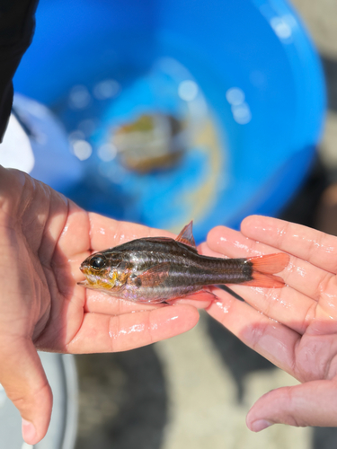 Ostorhinchus cookii observed 2026-09-22