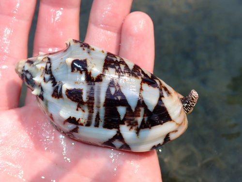 Cymbiola vespertilio observed 2026-09-17