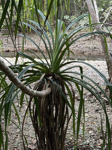 Pandanus solms-laubachii observed 2026-09-22