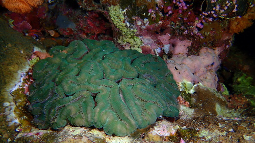 Lobophyllia hemprichii observed 2026-09-17