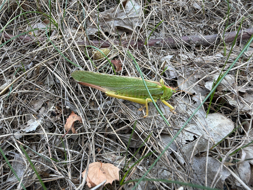 Great Green Bush-cricket