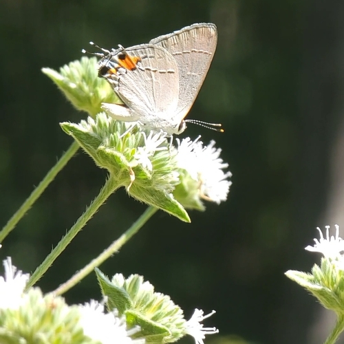 Gray Hairstreak