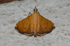 Mabra nigriscripta