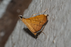 Mabra nigriscripta