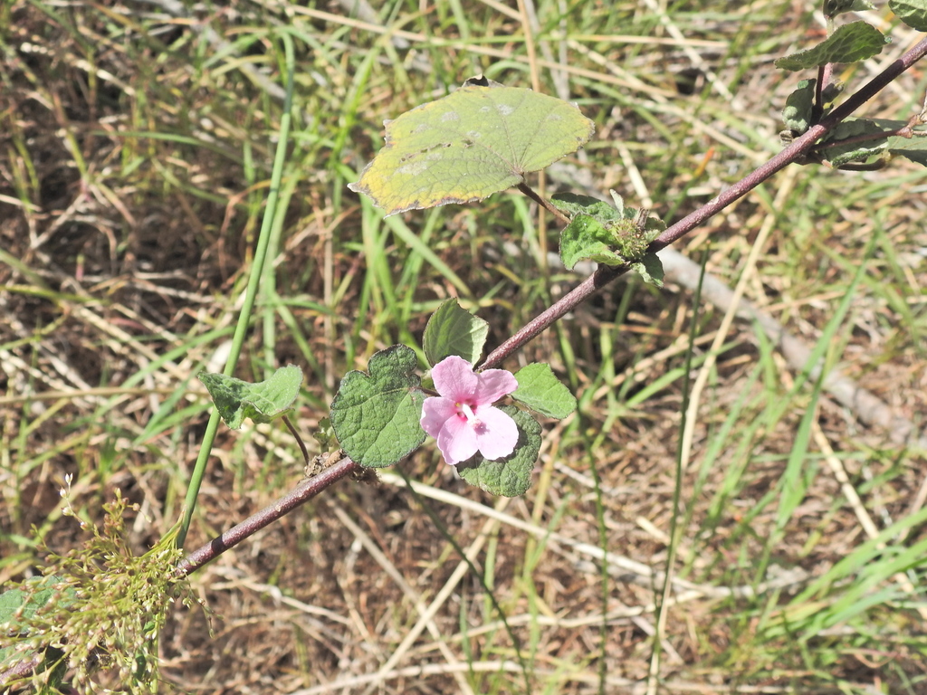 Urena lobata; photograph (c) Scott W. Gavins, some rights reserved (CC BY)