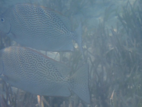 Siganus vermiculatus observed 2026-09-17