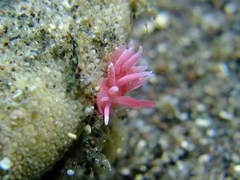 Okenia hiroi