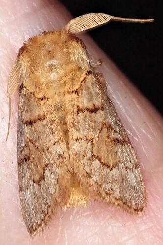 Parasoidea neurocausta