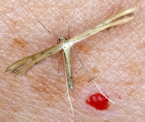 Dwarf Plume Moth