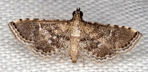 Metasia capnochroa