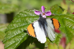 Anthocharis julia flora