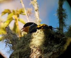 Phibalura flavirostris