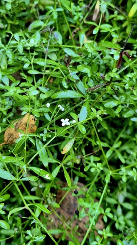 Galium palustre, photograph 1