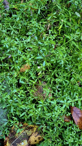 Galium palustre, photograph 2