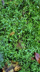 (c) Анна Митрошенкова, some rights reserved (CC BY) Galium palustre, photograph (c) Анна Митрошенкова, some rights reserved (CC BY)
