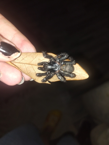 Southwestern Trapdoor Spider