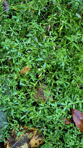 Galium palustre, photograph 3