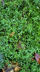 (c) Анна Митрошенкова, some rights reserved (CC BY) Galium palustre, photograph (c) Анна Митрошенкова, some rights reserved (CC BY)