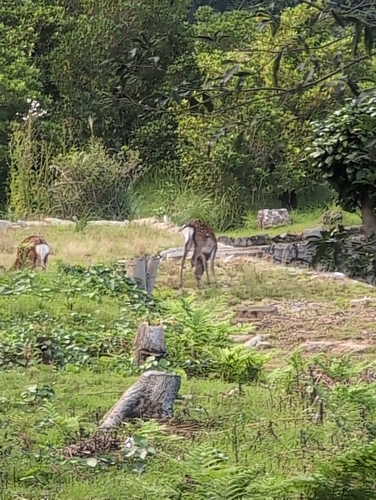 Honshū Sika Deer